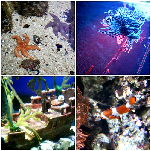 aquarium10-03