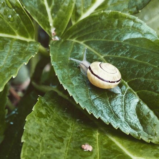 Abkühlung am Ende der Woche am Abend. Endlich Regen. Lass es Dir gut gehen, kleine Schnecke!