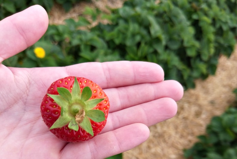 Erdbeeren