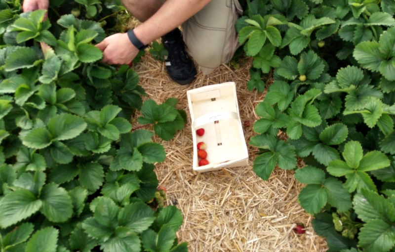 Erdbeeren