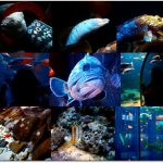 Mit den Fischen geschwommen?