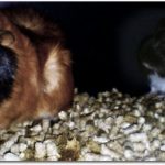 Chilli und Tony…