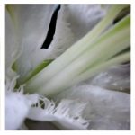 Blumen erhalten die Freundschaft