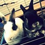 12PetPix12: Begrüßung