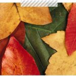 Vorfreude auf den Herbst