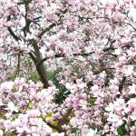 #Freitags5 – 5 Tage 5 Fotos im April #02