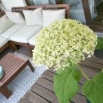 [Mmi] Summerfeeling auf der Terrasse