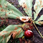 #goingoutblogger – Herbstboten und Kinderaugen