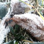 #fünffragenamfünften im Januar – Da mach ich doch direkt mit!