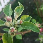 Gedankentagebuch #12 – Wo bleibt eigentlich der Frühling?