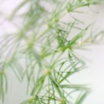 Sternzeichen, Charaktereigenschaften und Lieblingsstücke – #fünffragenamfünften im Januar 2019