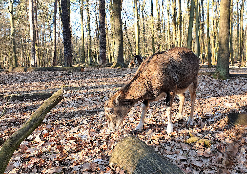 Natur