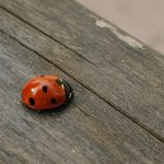 Fast schon Gartenzeit! – Wochenlieblinge 14/2019