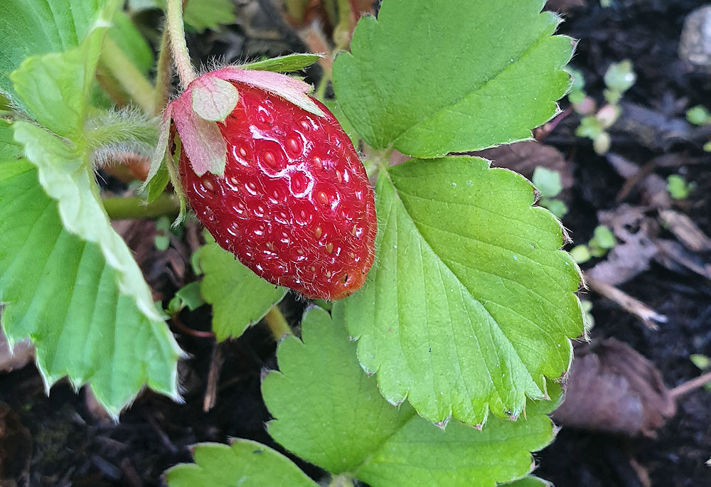 Erdbeeren aus dem eigenen Garten