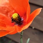#fünffragenamfünften im Juni mit Lieblingsessen im Sommer