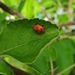 Seht nur, was sich in unserem Garten verbirgt…