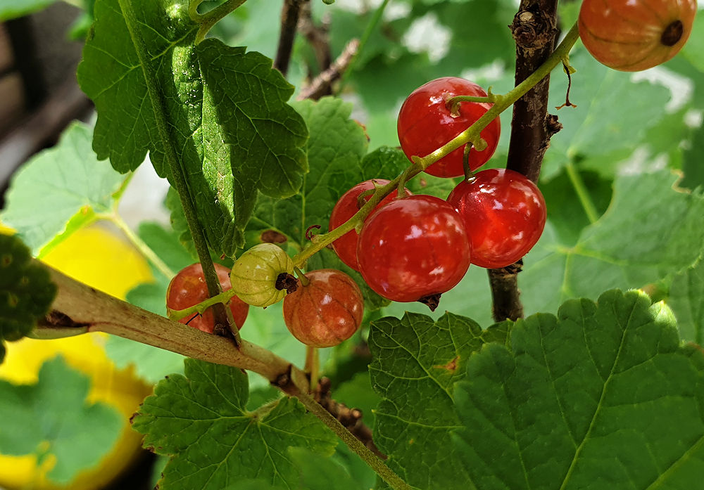 Johannisbeeren