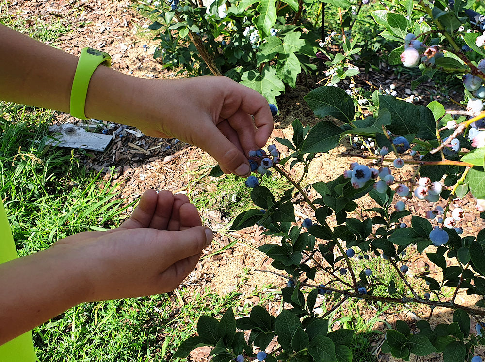 Heidelbeeren