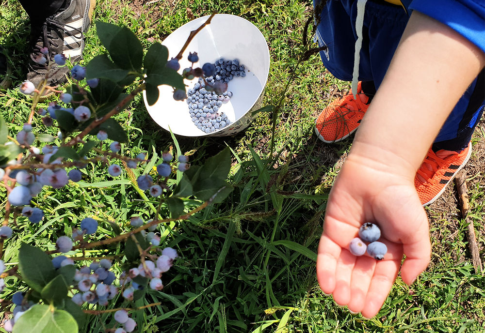 Heidelbeeren