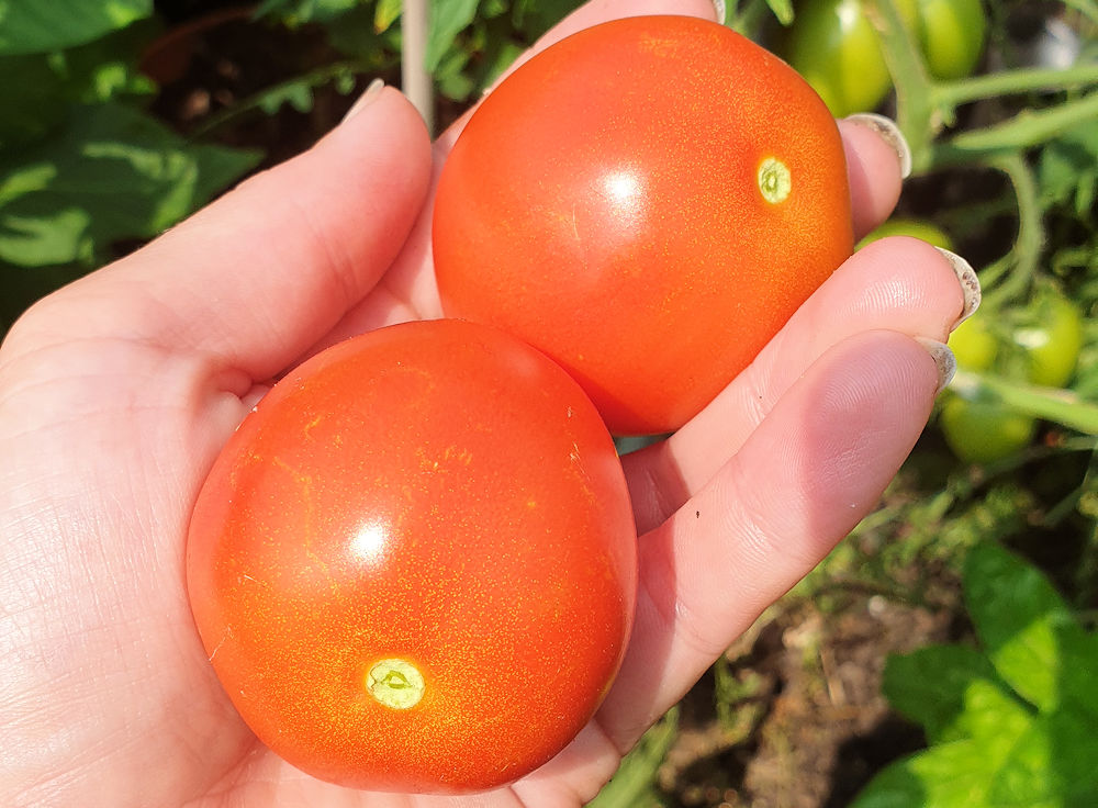 Tomaten