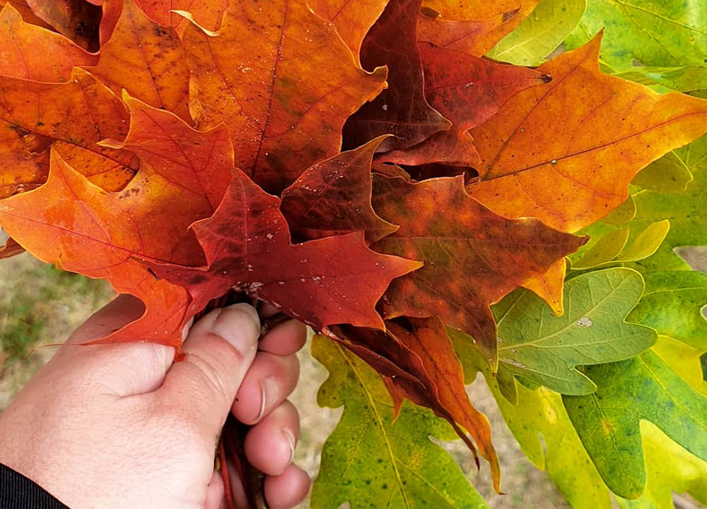 Herbstleuchten