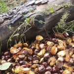Wochenlieblinge 38/2019 – Es herbstet…