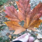 15 Minuten – Die vielen Farben vom Herbst