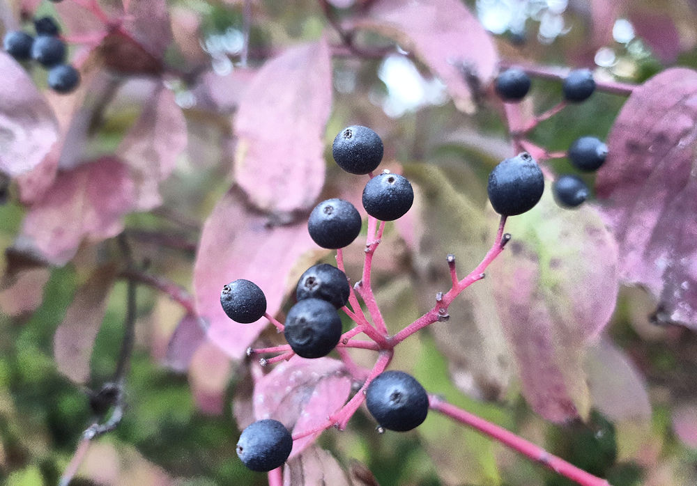 Vogelbeeren?