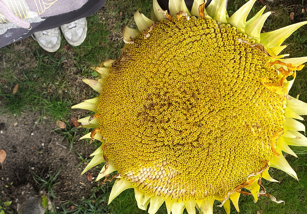 Sonnenblume