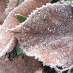 #fünffragenamfünften im Dezember – Der Abschied