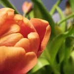 Wochenlieblinge 02/2020 – Das Jahr findet einen seltsamen Anfang
