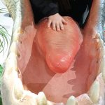 Unser #WIB am 18./19.01.2020 – Aufgeschürfte Arme und ein paar Dinos
