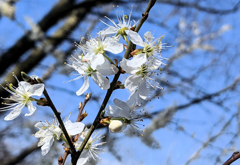 Ausmalbild im Frühling