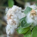 Unsere Wochenlieblinge 19/2020 – Flieder und Vollmond