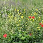 Unser #WIB am 06./07.06.2020 – Leben, Networken und mehr…