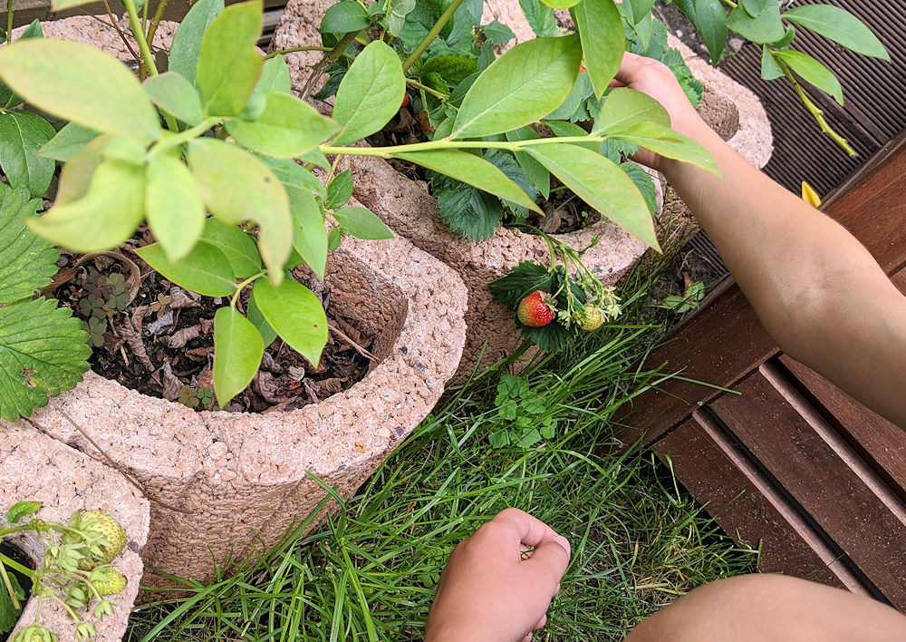 Erdbeeren ernten