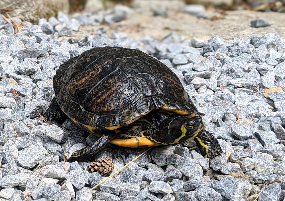 Schildkröte