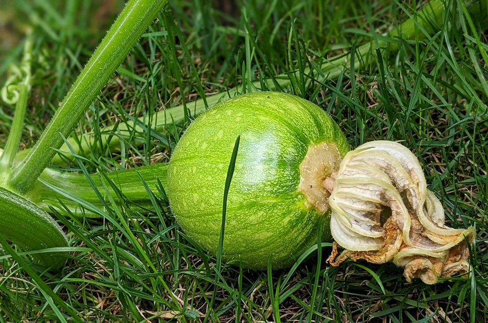 Kürbis