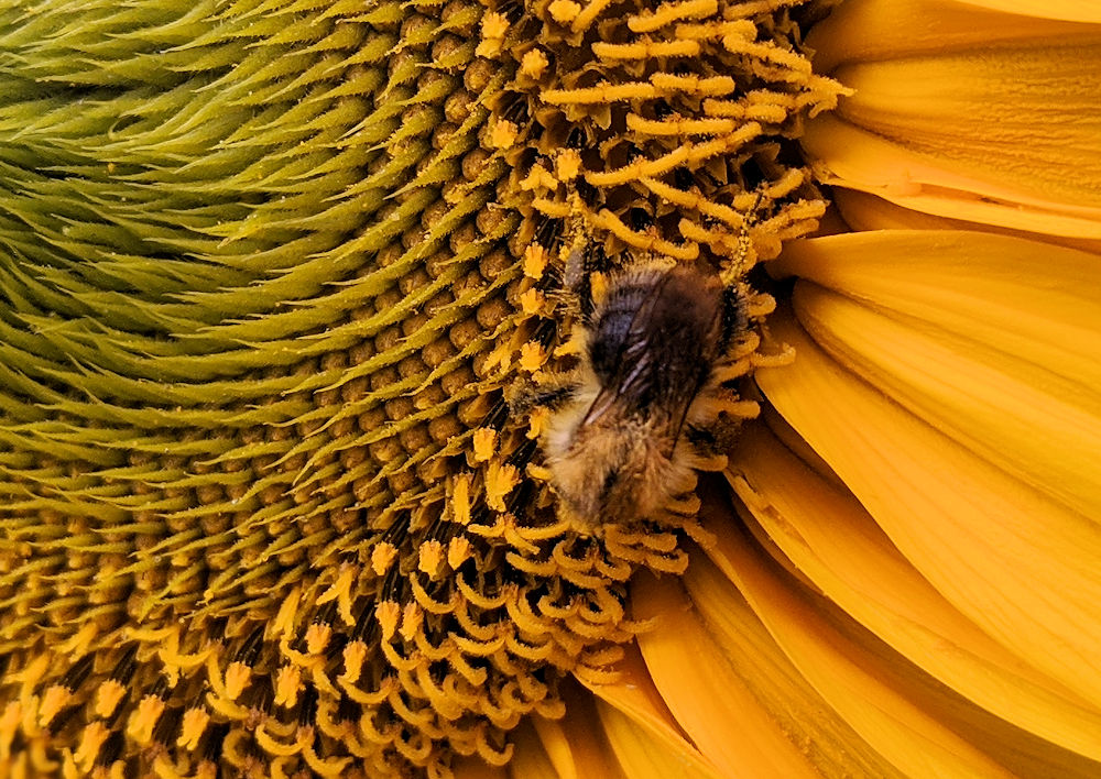 Sonnenblumen