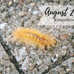 #bestofnine im August 2020 – Sommerhitze und Schulanfang