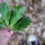 Große Vorfreude – Ich und der Herbst