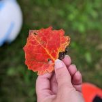 Unser #WIB am 05./06.09.2020 – Hallo September!