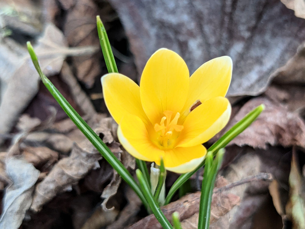 Frühling