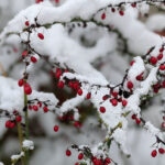 Unser #WIB am 30./31.01.2021 – Winterlicher Ferienanfang in Berlin!