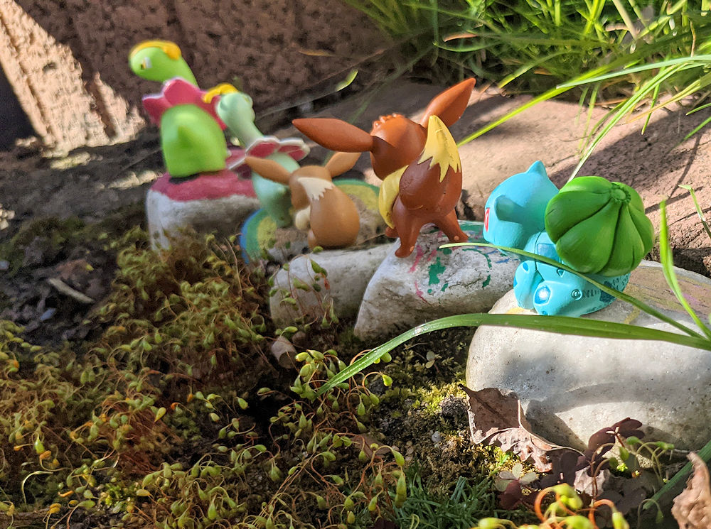 Pokémon - Safari
