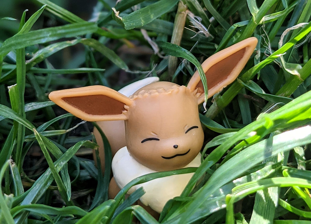 Safari