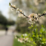 Unser #WIB am 01./02.05.2021 – Achtung… Stalker-Katze!