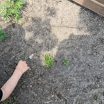 Der Garten und Ich – Eine Hassliebe