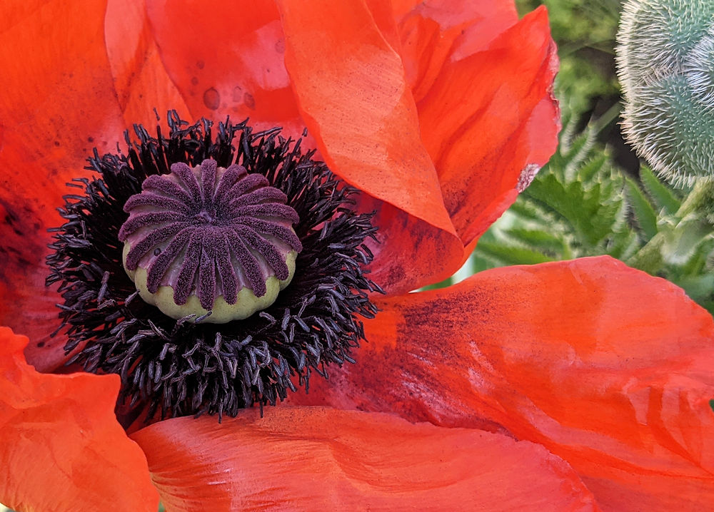 Mohn