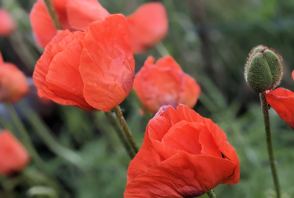 Mohn